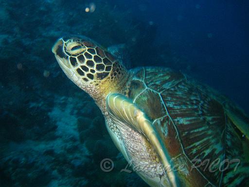 Tortue verte - Chelonia mydas 2.JPG